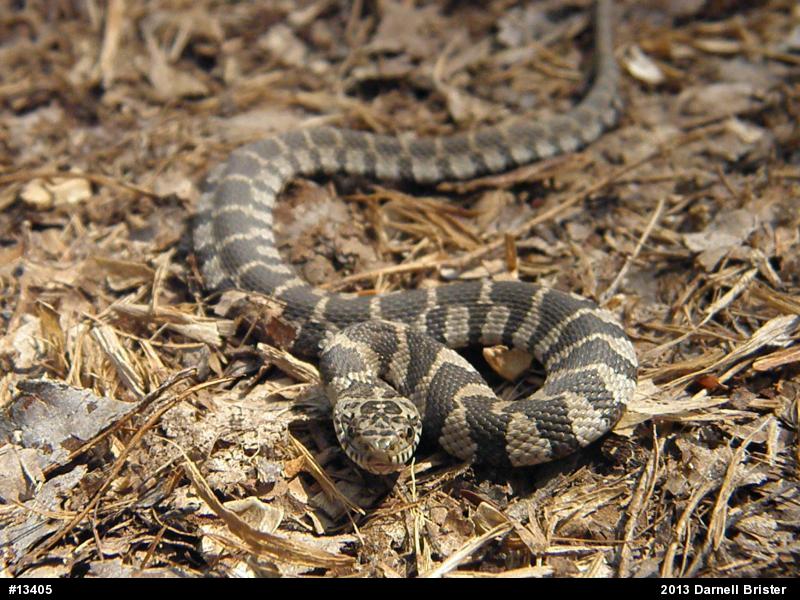 Northern Watersnake