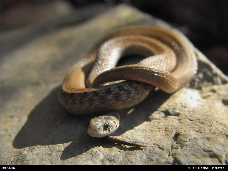 Dekay's Brownsnake