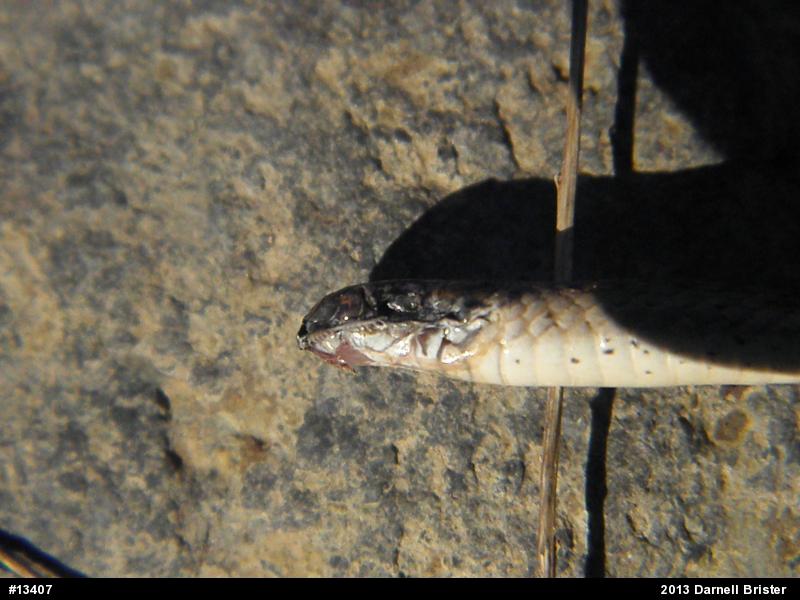 Dekay's Brownsnake