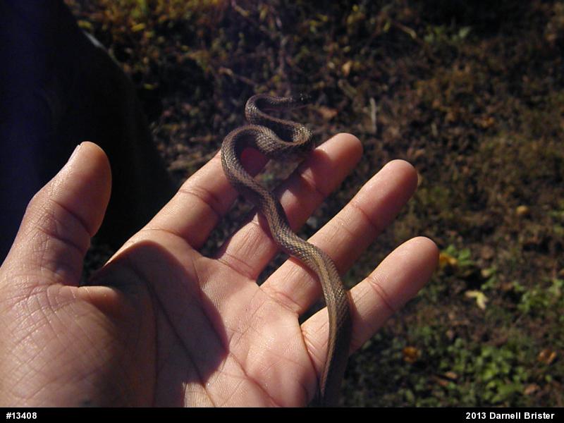 Dekay's Brownsnake