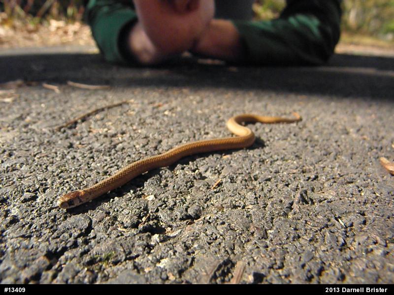 Dekay's Brownsnake