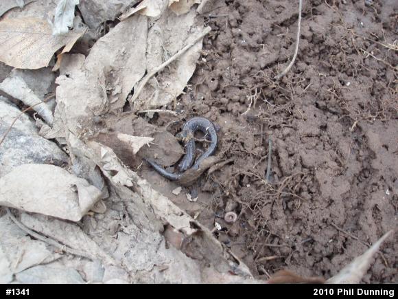 Eastern Red-backed  Salamander