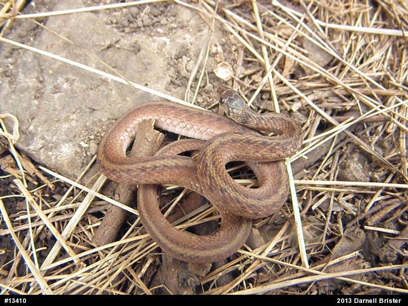 Dekay's Brownsnake