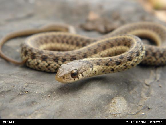 Eastern Gartersnake