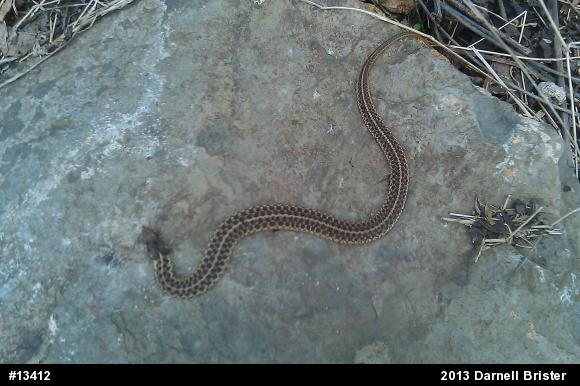 Eastern Gartersnake