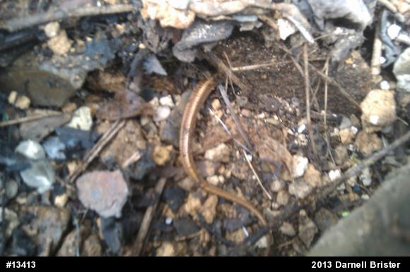 Eastern Gartersnake