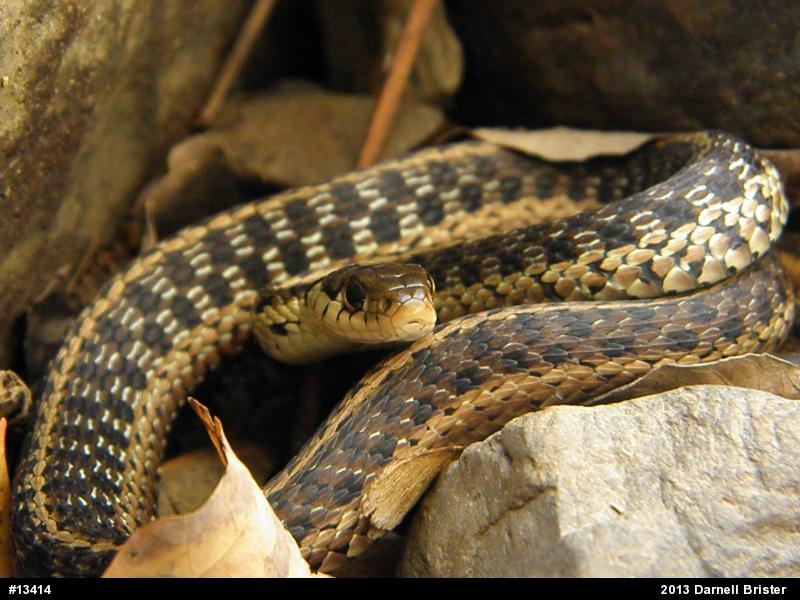 Eastern Gartersnake