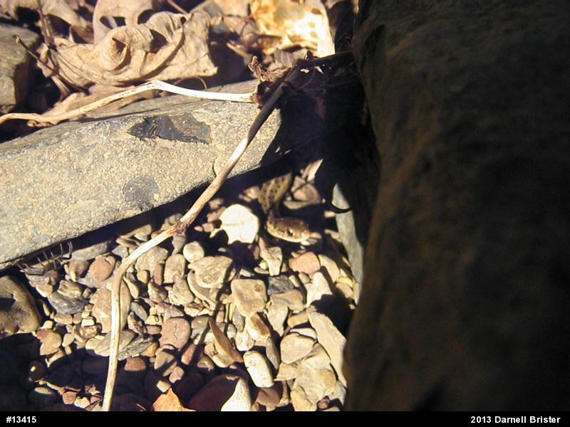 Eastern Gartersnake