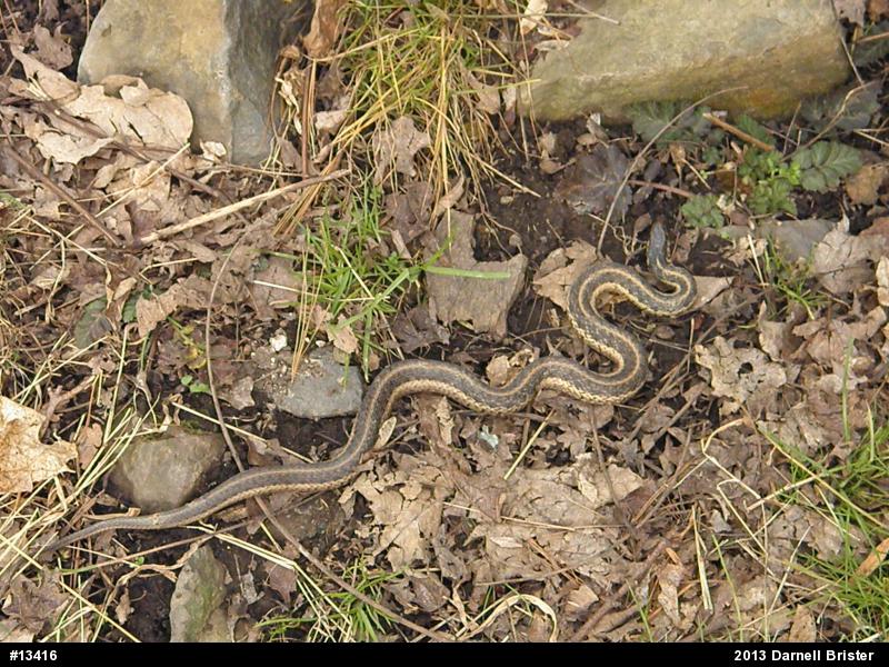 Eastern Gartersnake
