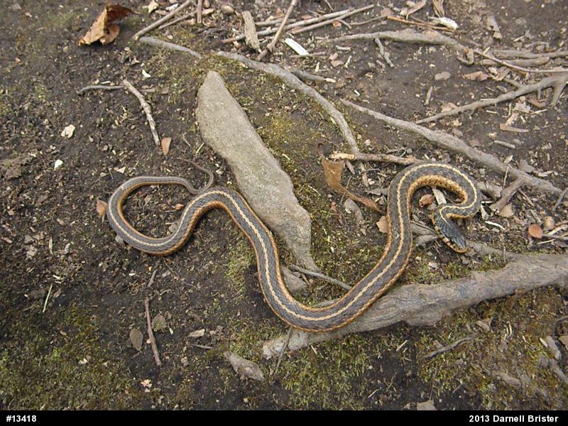Eastern Gartersnake