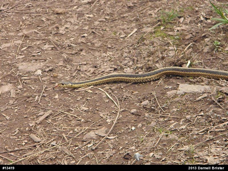Eastern Gartersnake