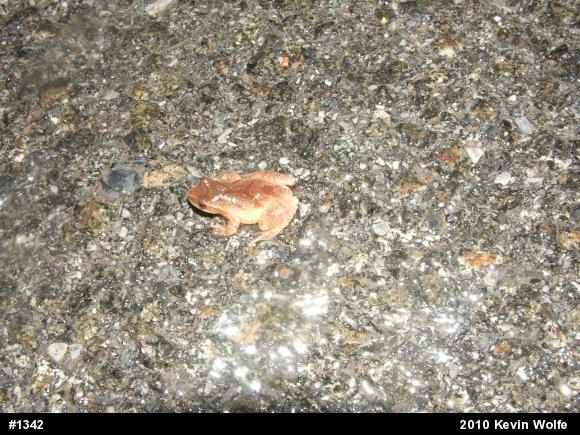 Spring Peeper