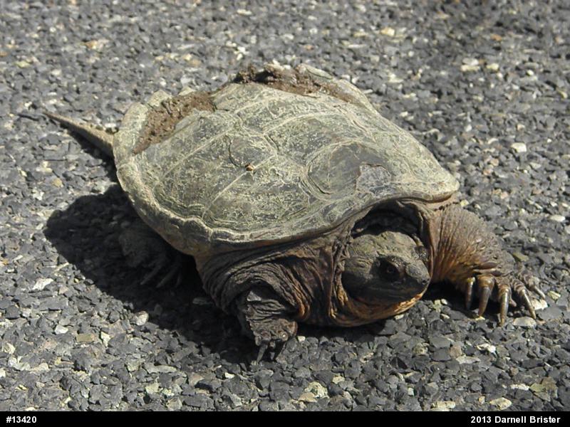 Snapping Turtle