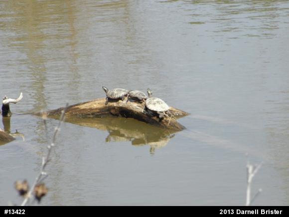 Eastern Painted Turtle