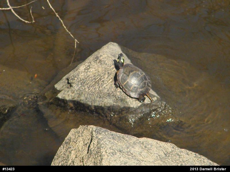 Eastern Painted Turtle