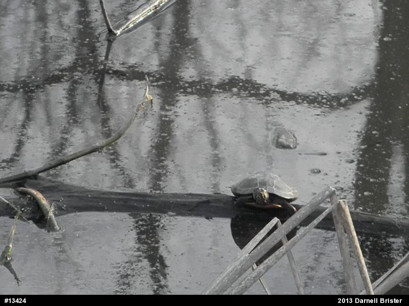 Painted Turtle