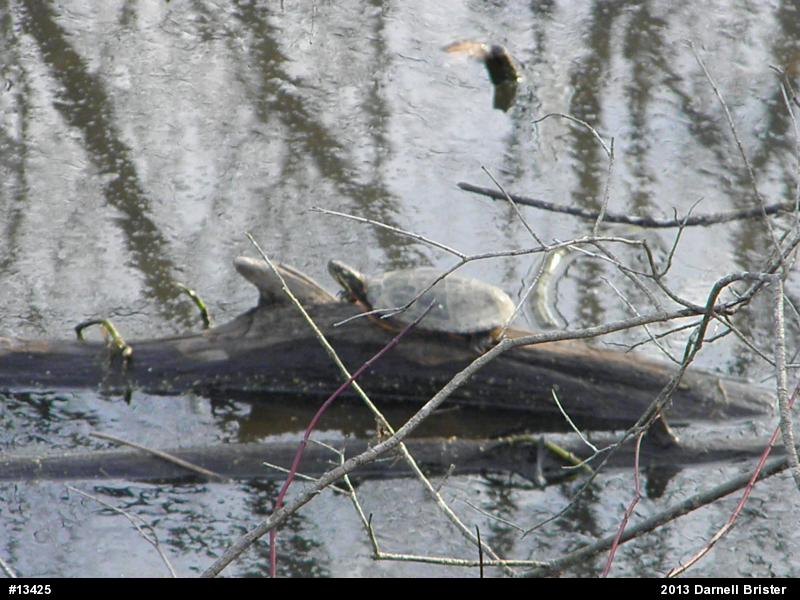 Eastern Painted Turtle