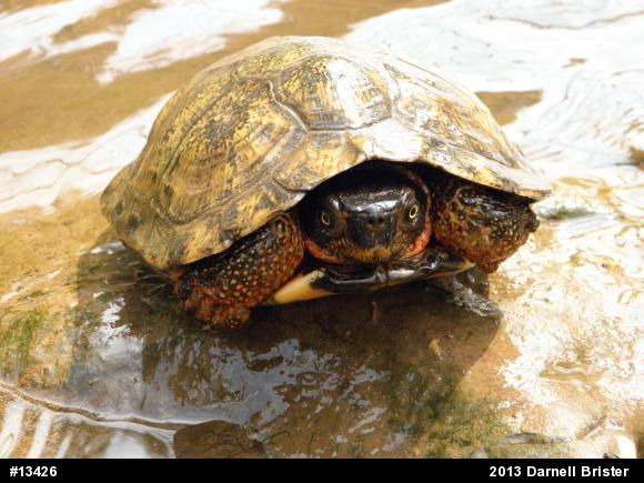 Wood Turtle