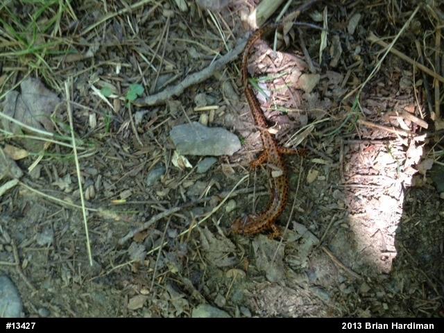 Eastern Long-tailed Salamander