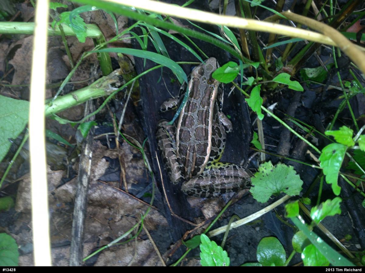 Pickerel Frog