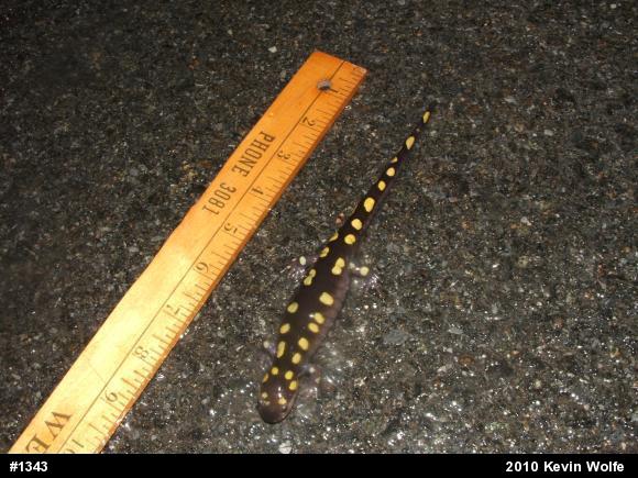 Spotted Salamander
