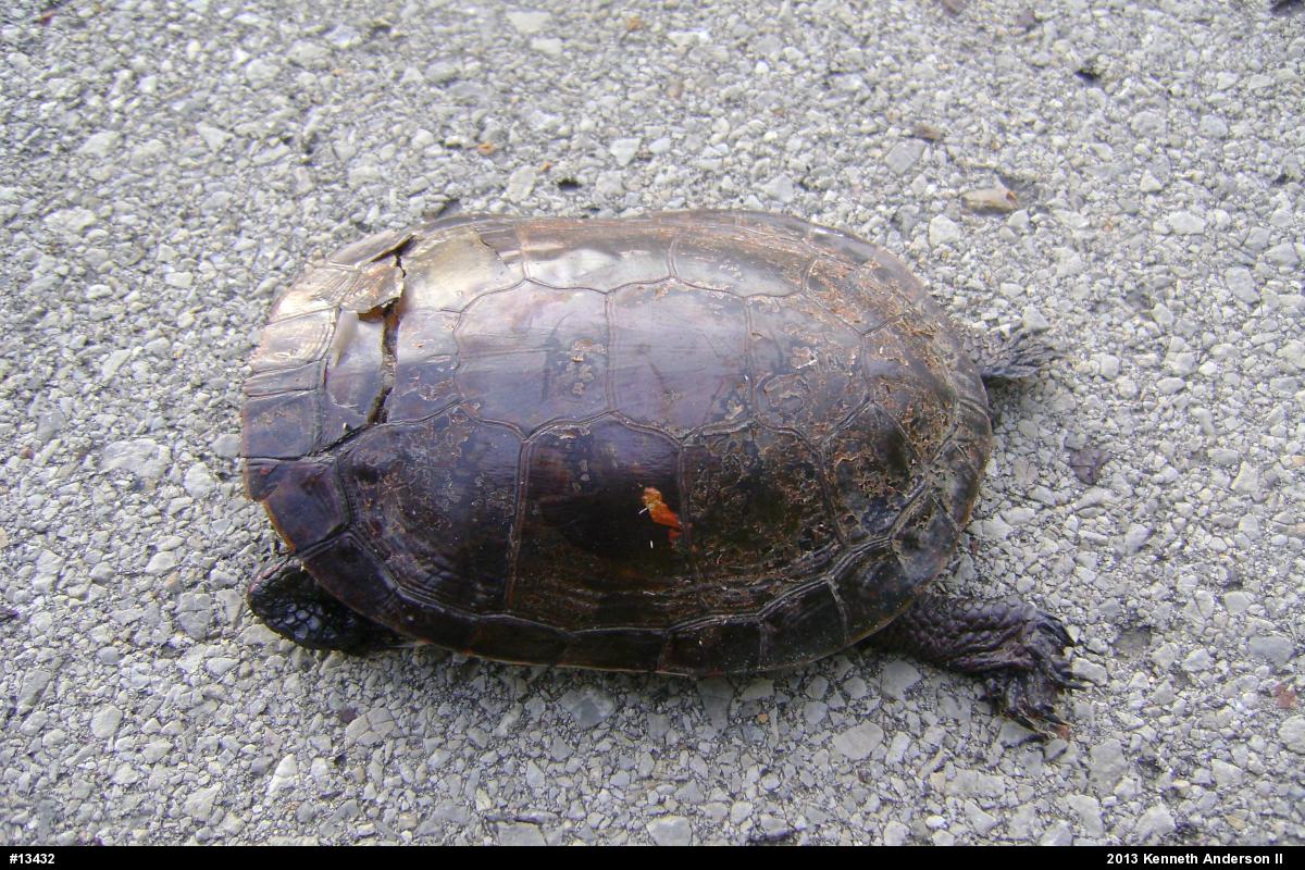Midland Painted Turtle