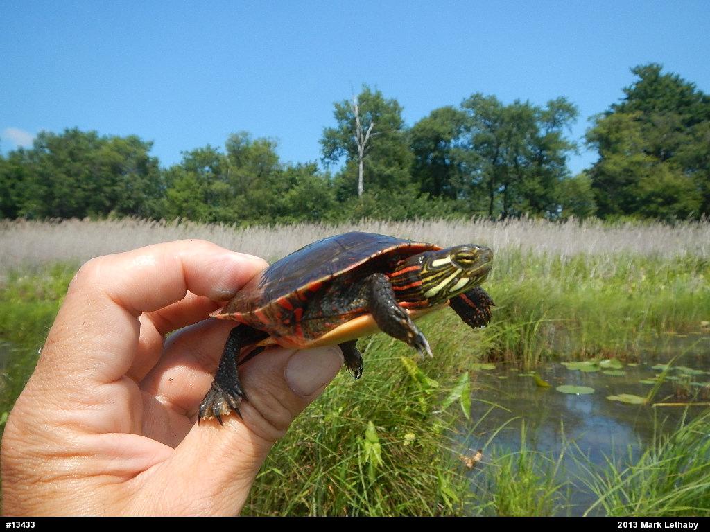 Midland Painted Turtle