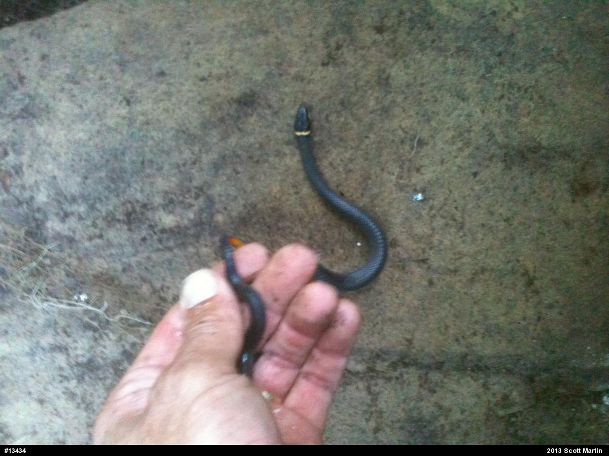 Northern Ring-necked Snake