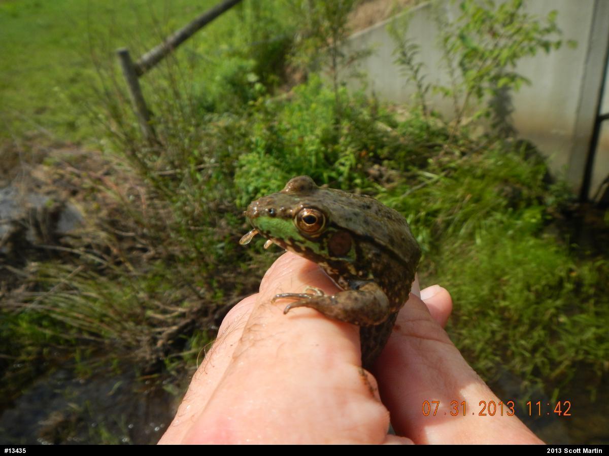 Green Frog