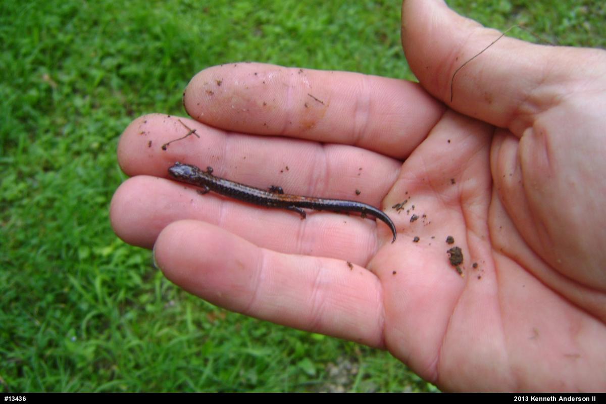 Eastern Red-backed  Salamander