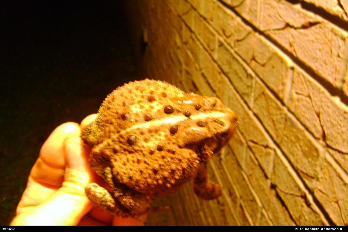 Eastern American Toad