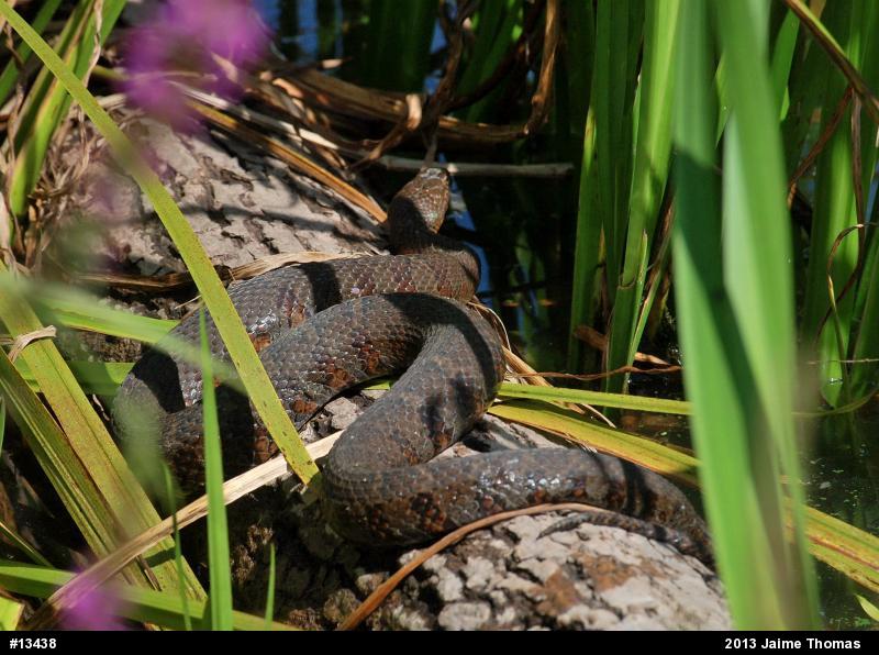 Northern Watersnake
