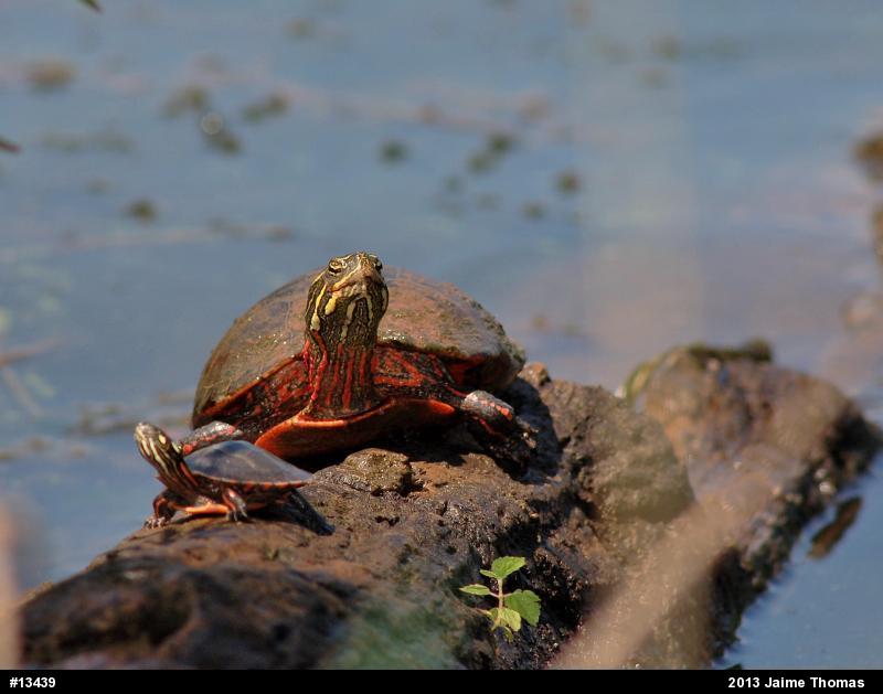 Eastern Painted Turtle