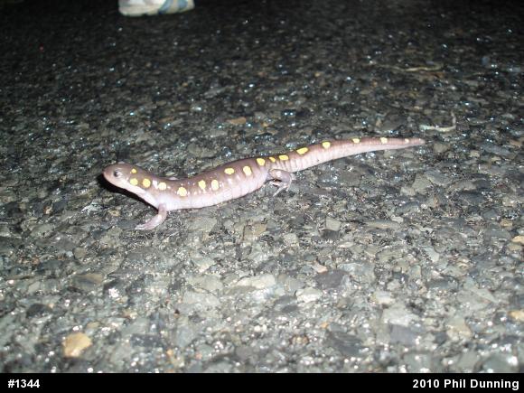 Spotted Salamander