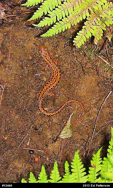 Eastern Long-tailed Salamander