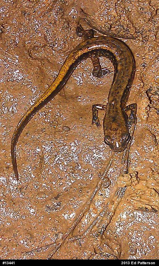 Northern Two-lined Salamander