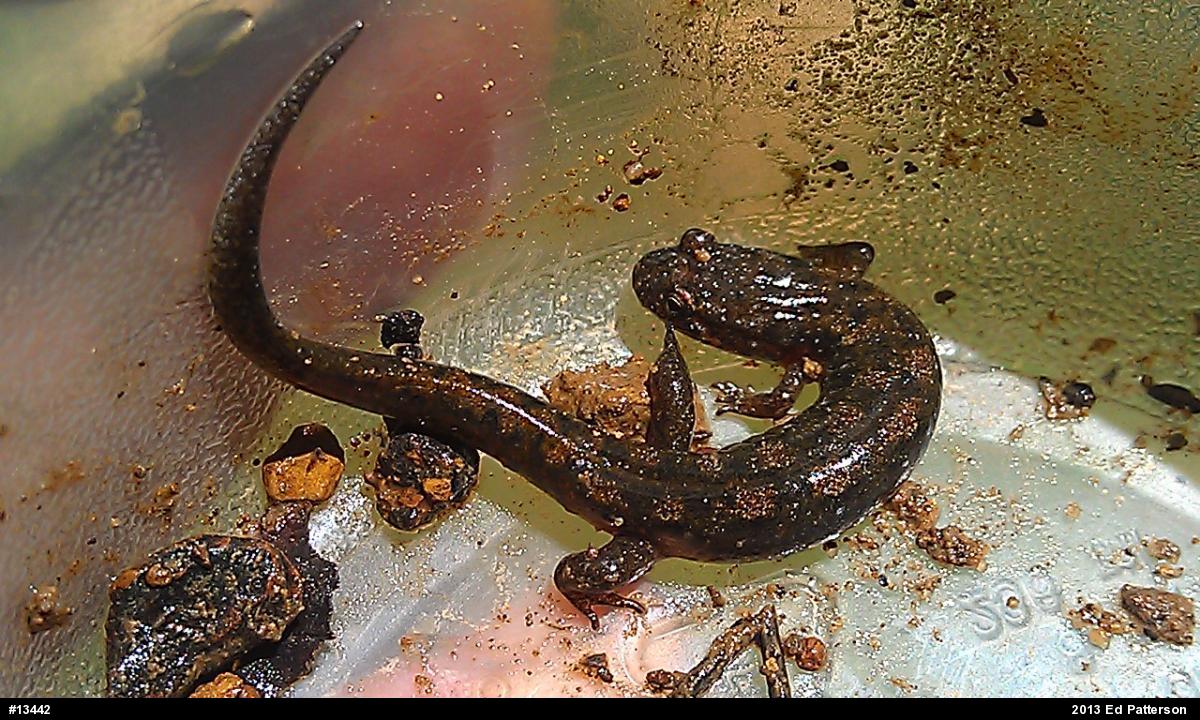 Northern Dusky Salamander