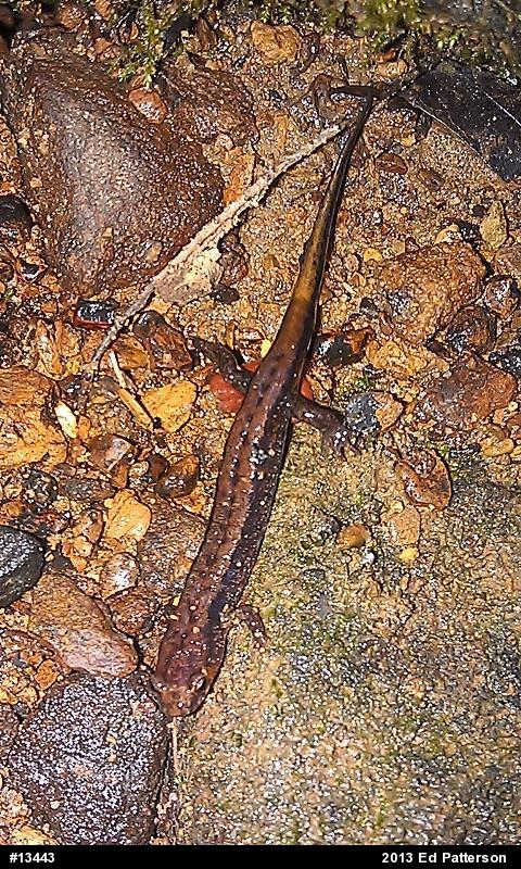 Allegheny Mountain Dusky Salamander