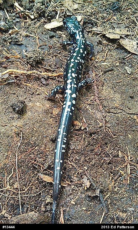 Northern Slimy Salamander
