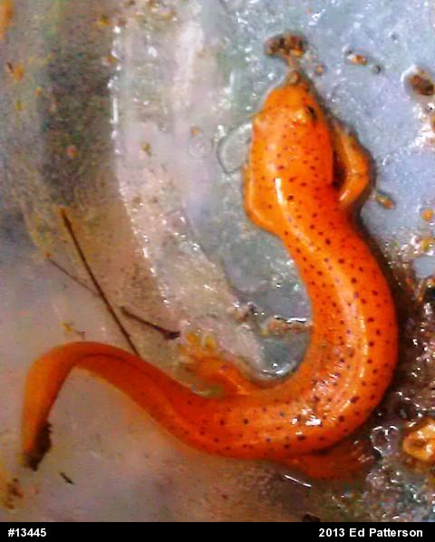 Northern Red Salamander