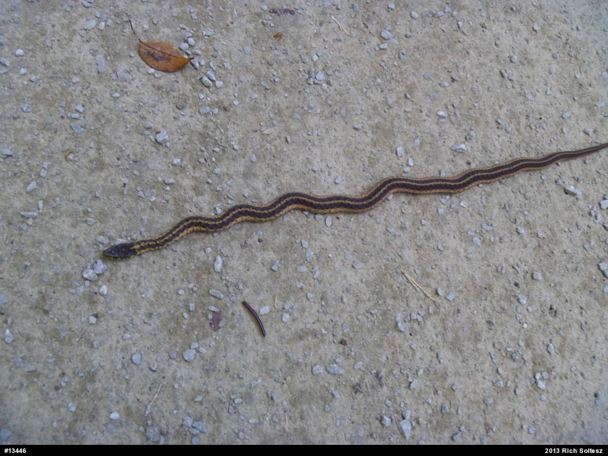 Eastern Gartersnake