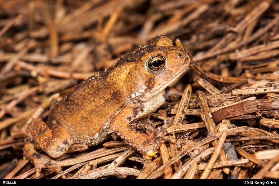 Eastern American Toad