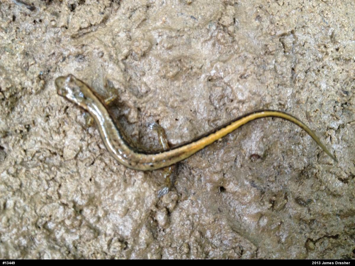 Northern Two-lined Salamander