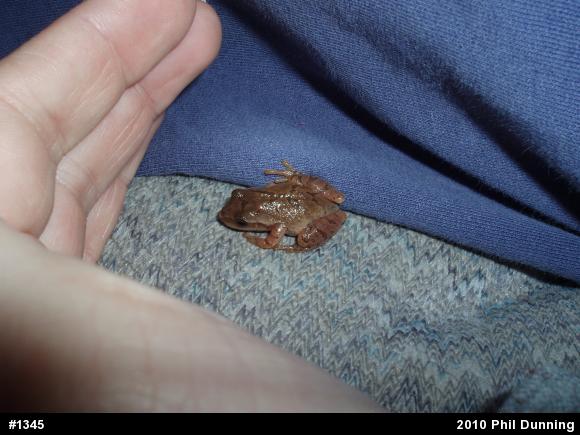 Spring Peeper