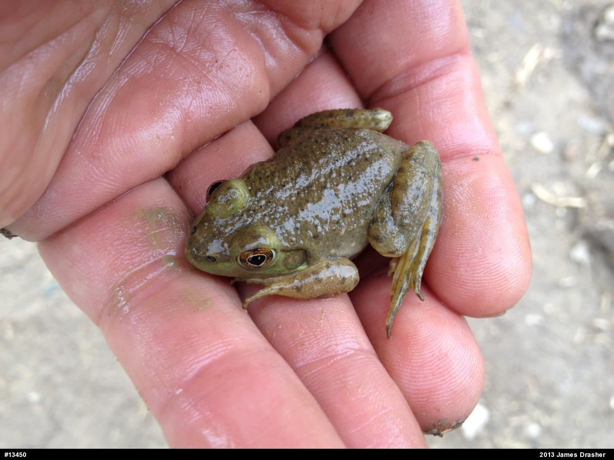 American Bullfrog