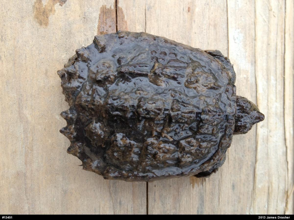 Snapping Turtle