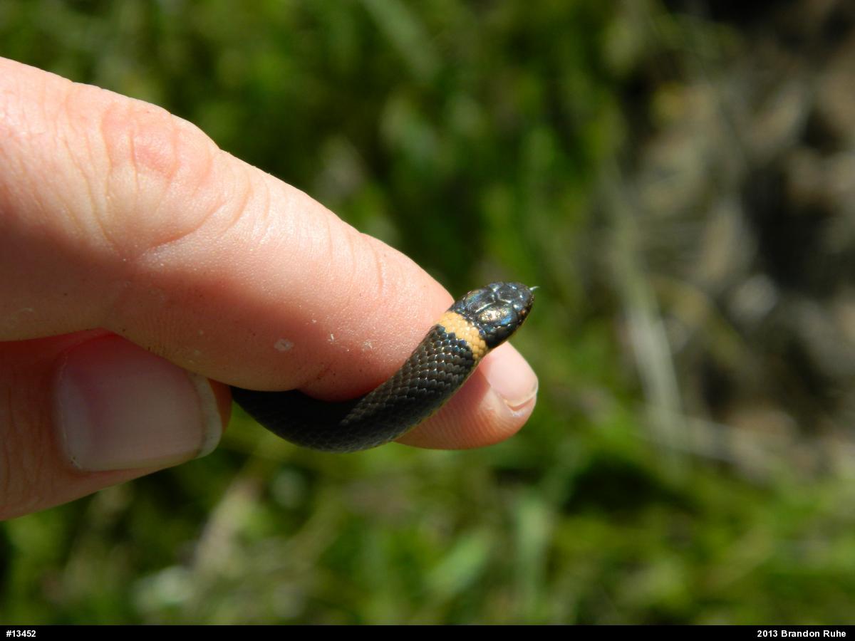 Northern Ring-necked Snake