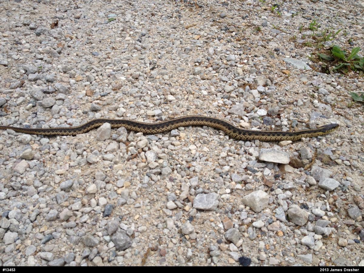 Eastern Gartersnake