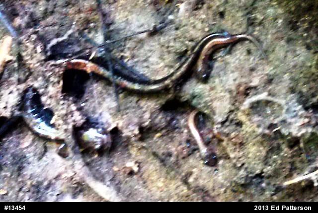 Eastern Red-backed  Salamander