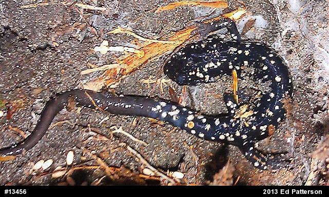 Northern Slimy Salamander